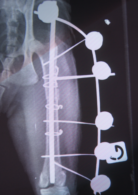 Radiographie Fracture Fémur Chat opéré