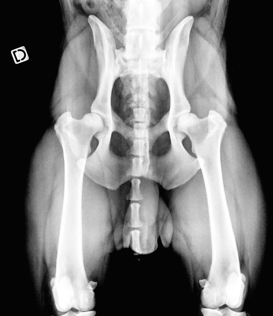 radiographie hanche chien