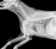 Radiographie Thorax Chien
