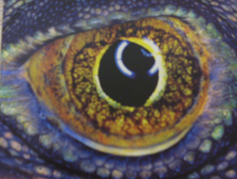 Vie rapprochée d'un oeil d'Iguane