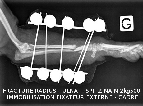 radiographie post opératoire fracture chien