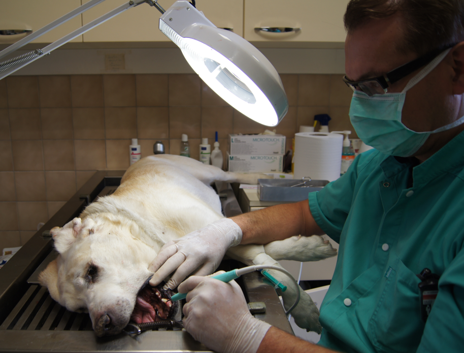 Dr RENARD réalisant des soins dentaires