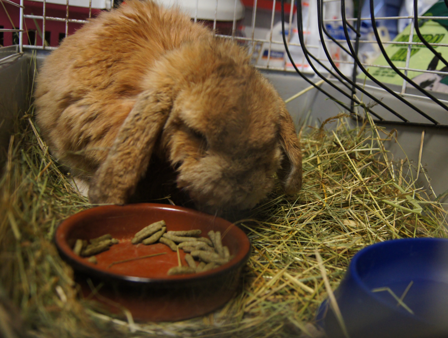 Lapin bélier hospitalisé CVMV