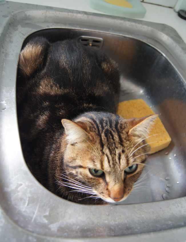 Chat installé dans un évier