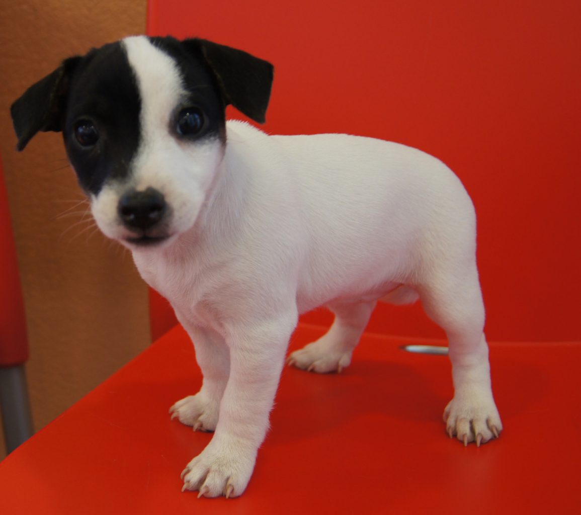 Chiot Terrier du révérend Jack Russel