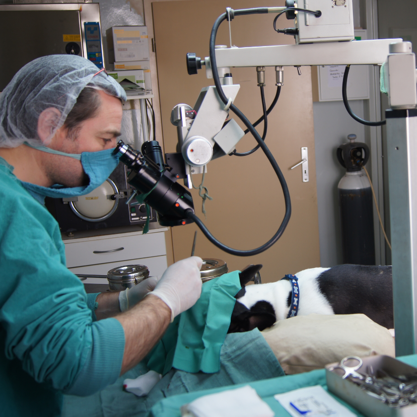 Dr DUBOIS Opérant l'oeil d'un chien
