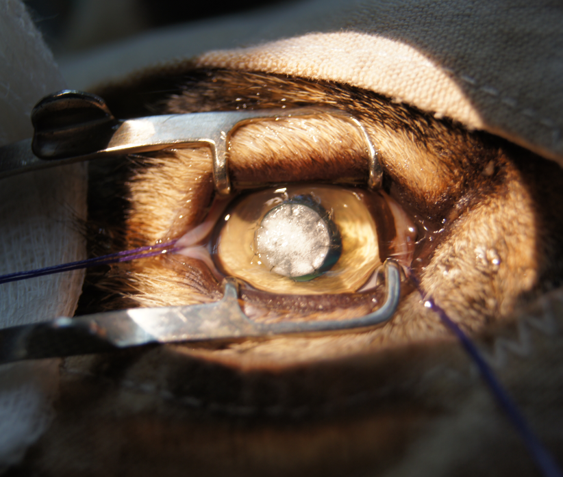Oeil d'un Chien Vue Chirurgicale