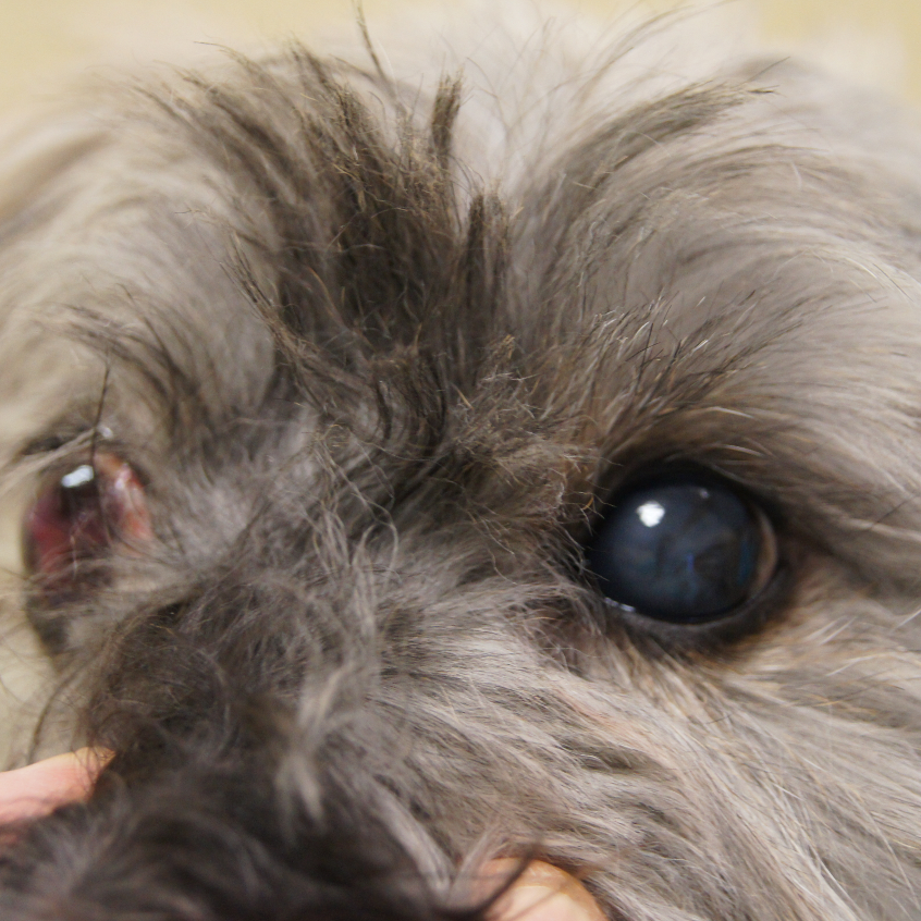 Chien vue oeil avec prothèse intra oculaire