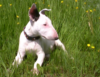 Jeune Bull terrier