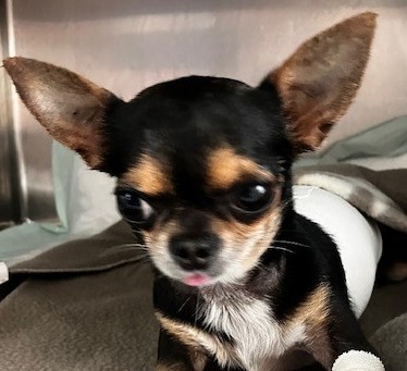 Gucci Chihuahua 4 ans