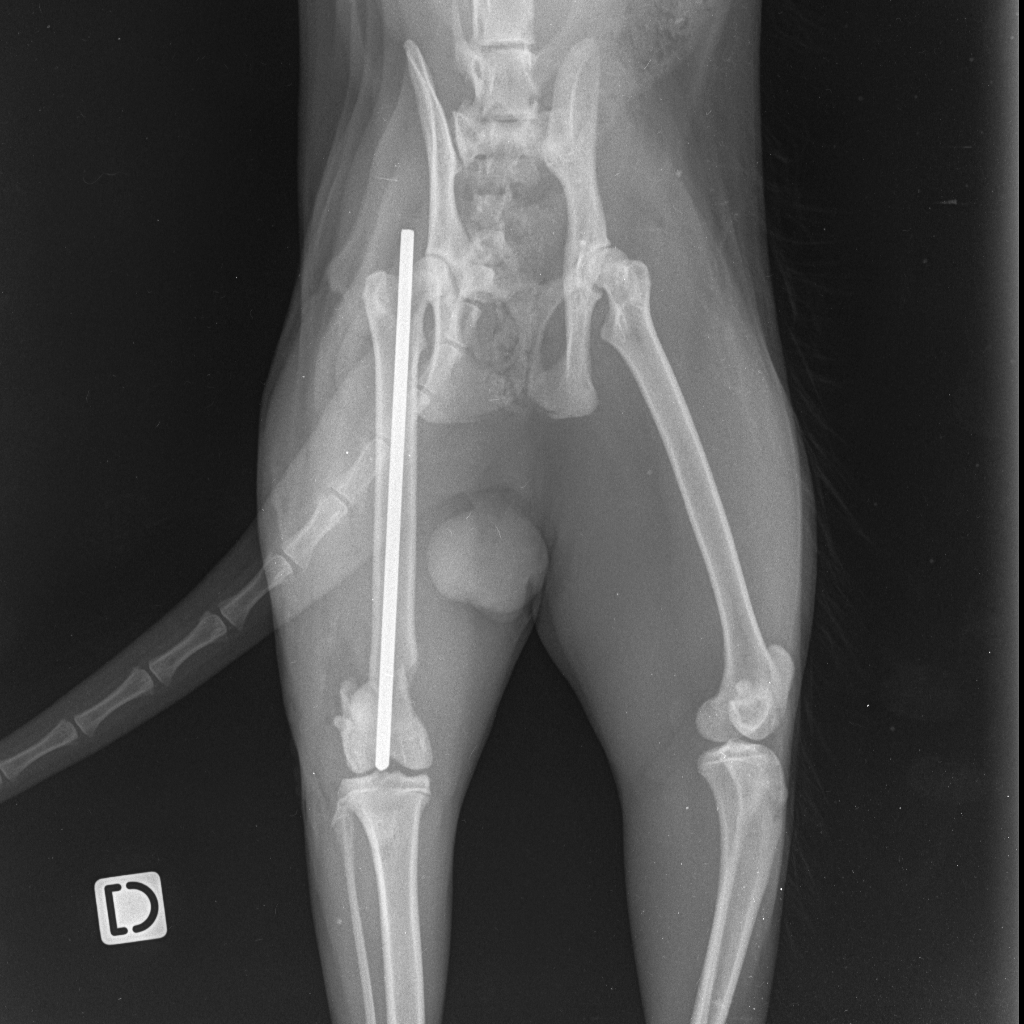 RX post Opéératoire ECM Femur CHAT