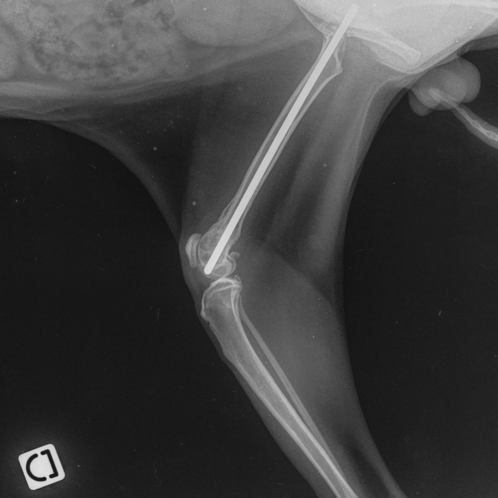 ECM FEMUR  T+6 semaines