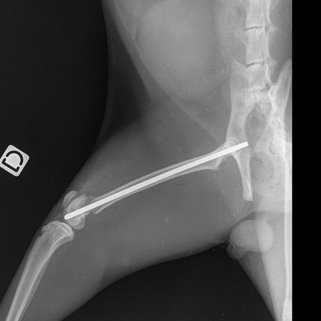 Eclauage centro-médullaire  Femur Chat